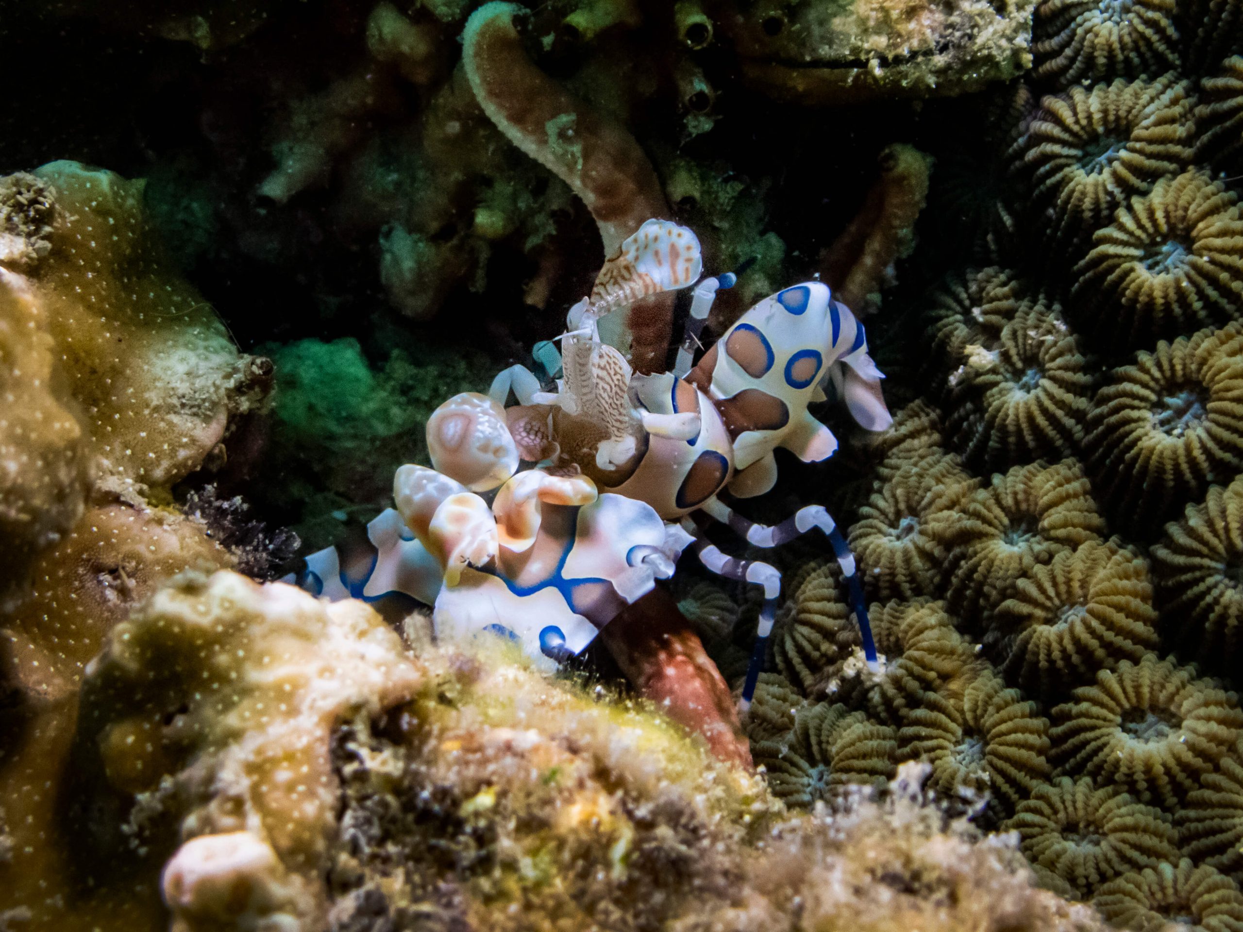 Harlequin shrimp