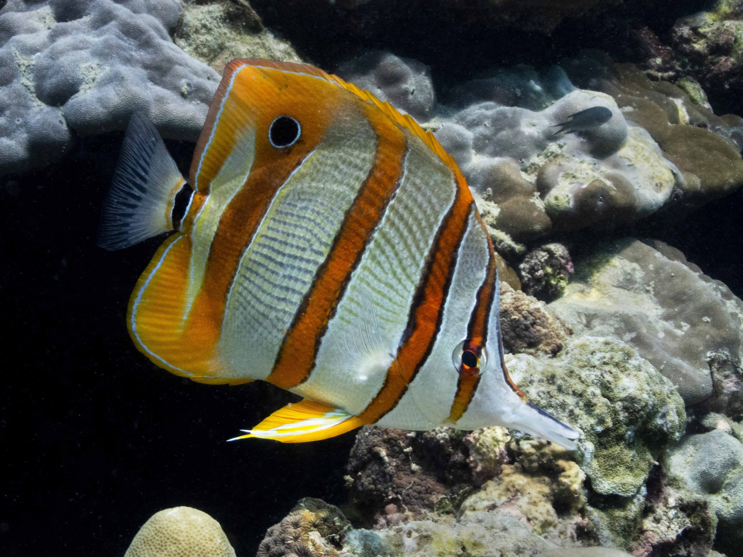 Copperband Butterflyfish