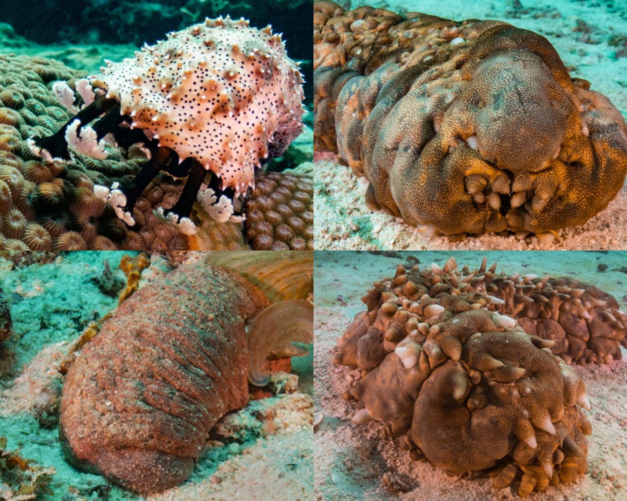 Merimakkarat Lajifaktoja INTO Dive Center