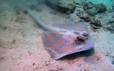 Kuhl’s Stingray